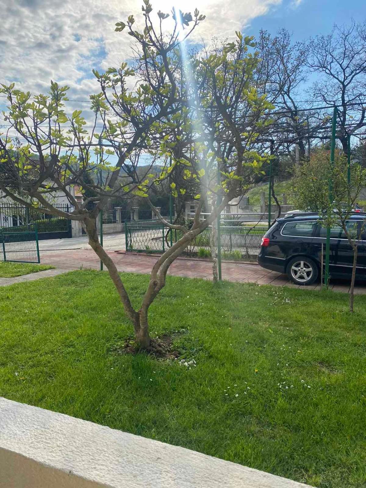 Apartmani Zelenika Herceg Novi Quarto foto